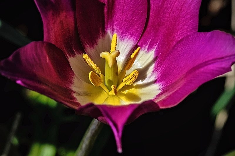 Tulipa pulchella- 01